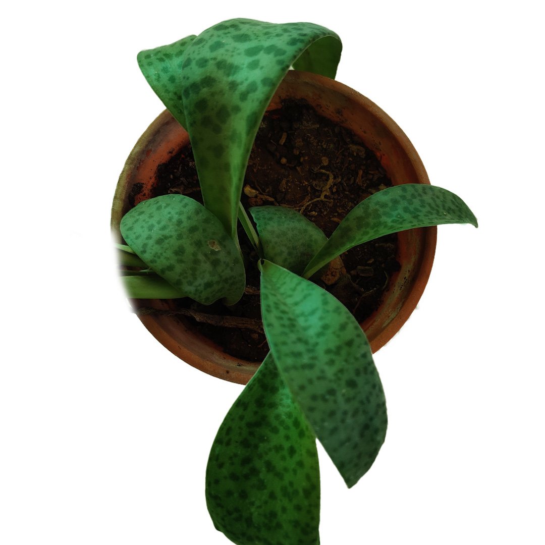 Silver Squill Ledebouria Socialis